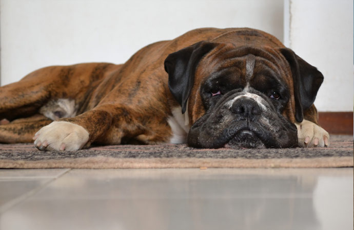 Cleaning Pet Accidents on Your Rug